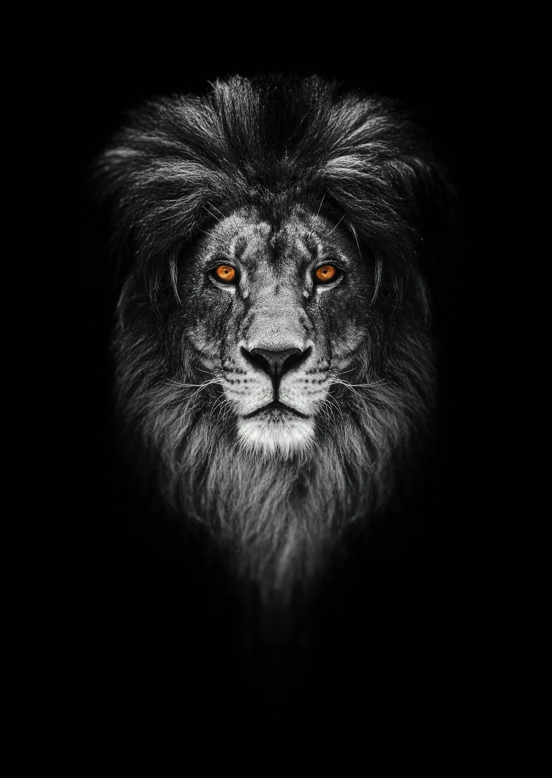 Majestic Black Lion