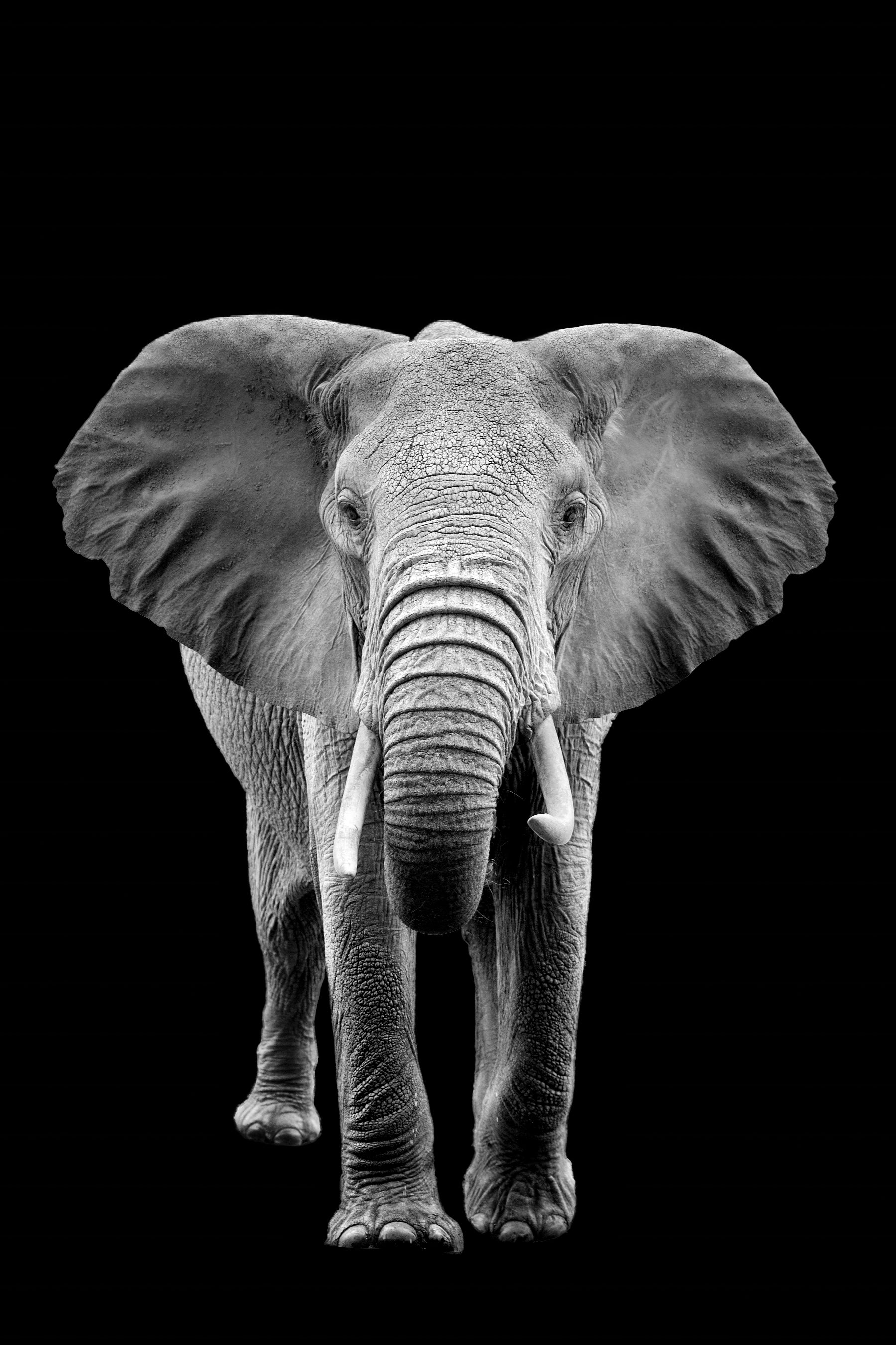 Graceful Elephant in Black and White