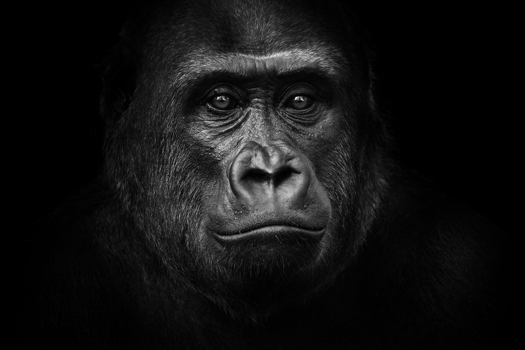 Intense Gorilla in Shadows
