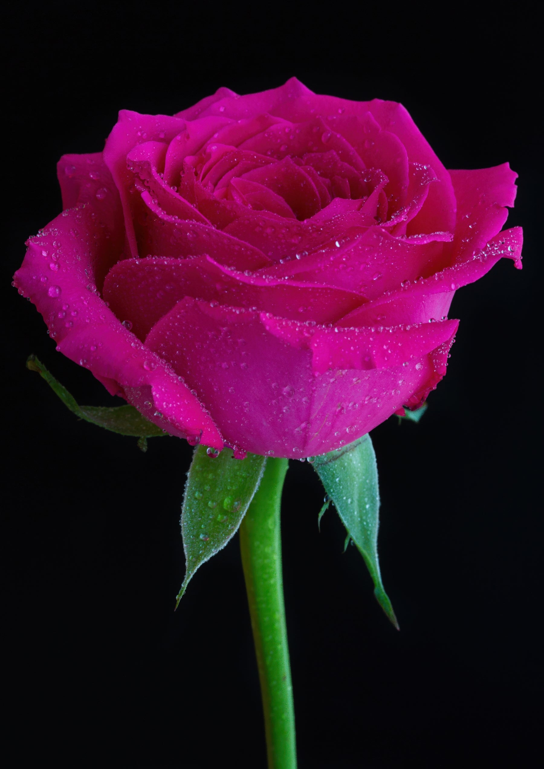 Magenta French Roses Flower