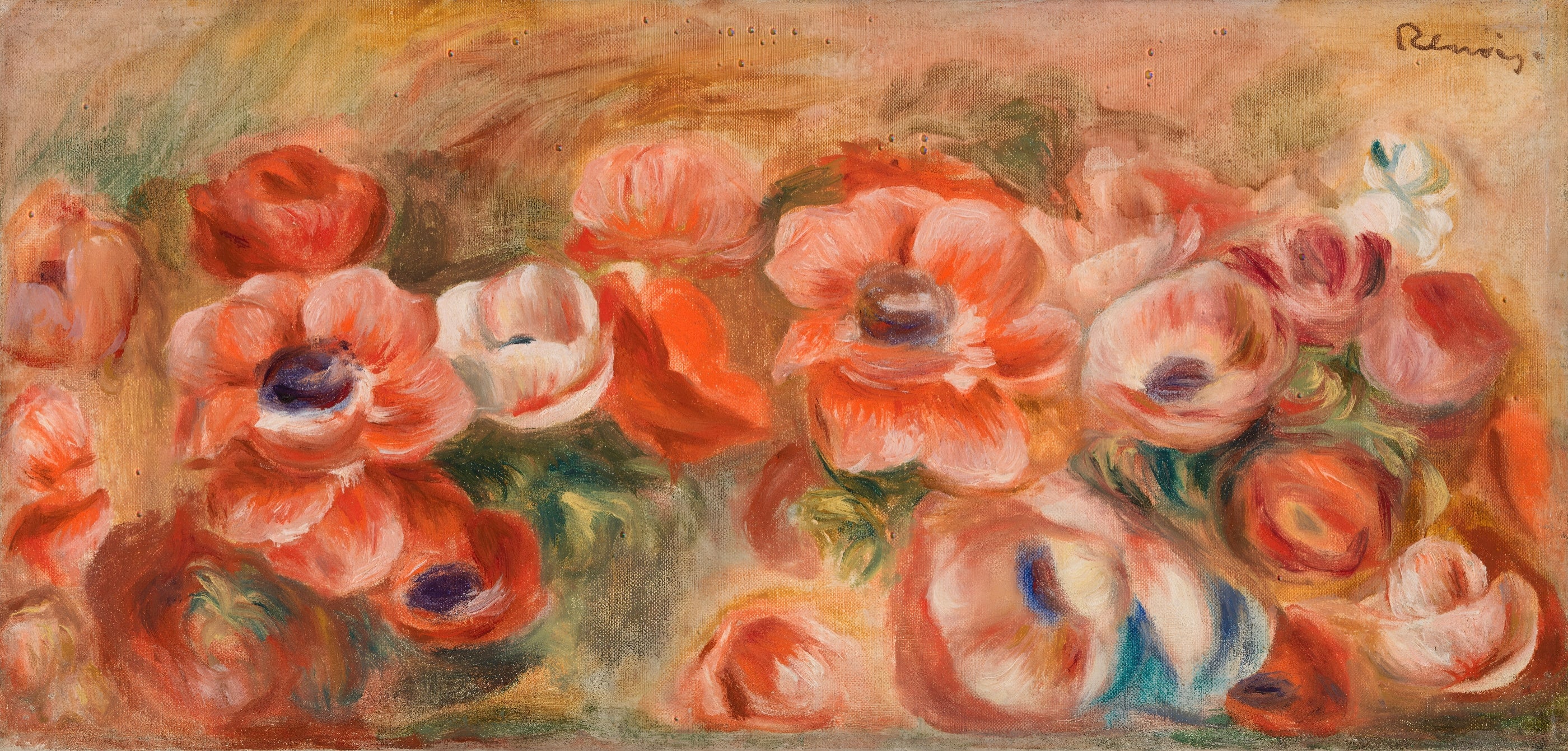 Red Anemones in Bloom