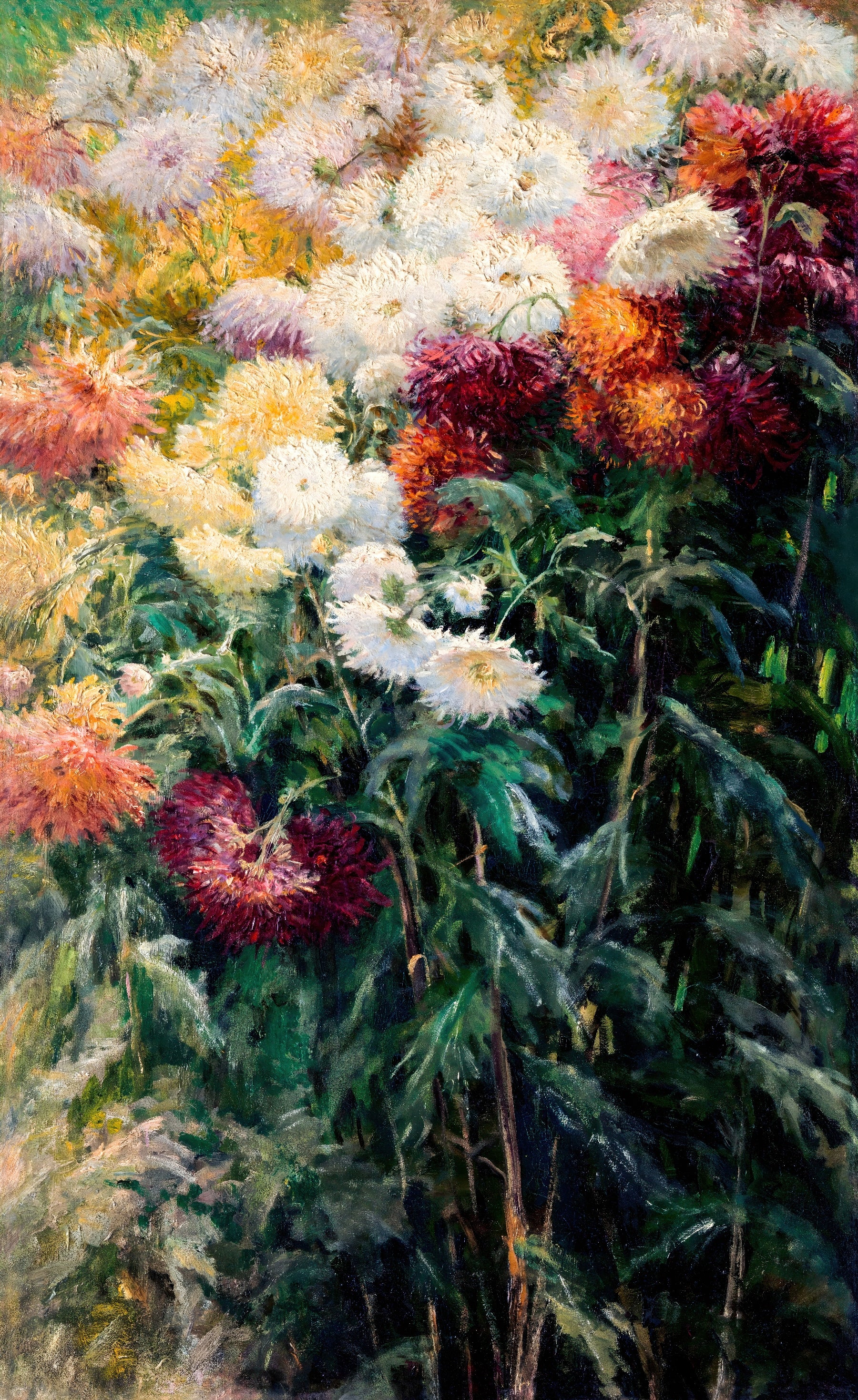 Chrysanthemum Bloom