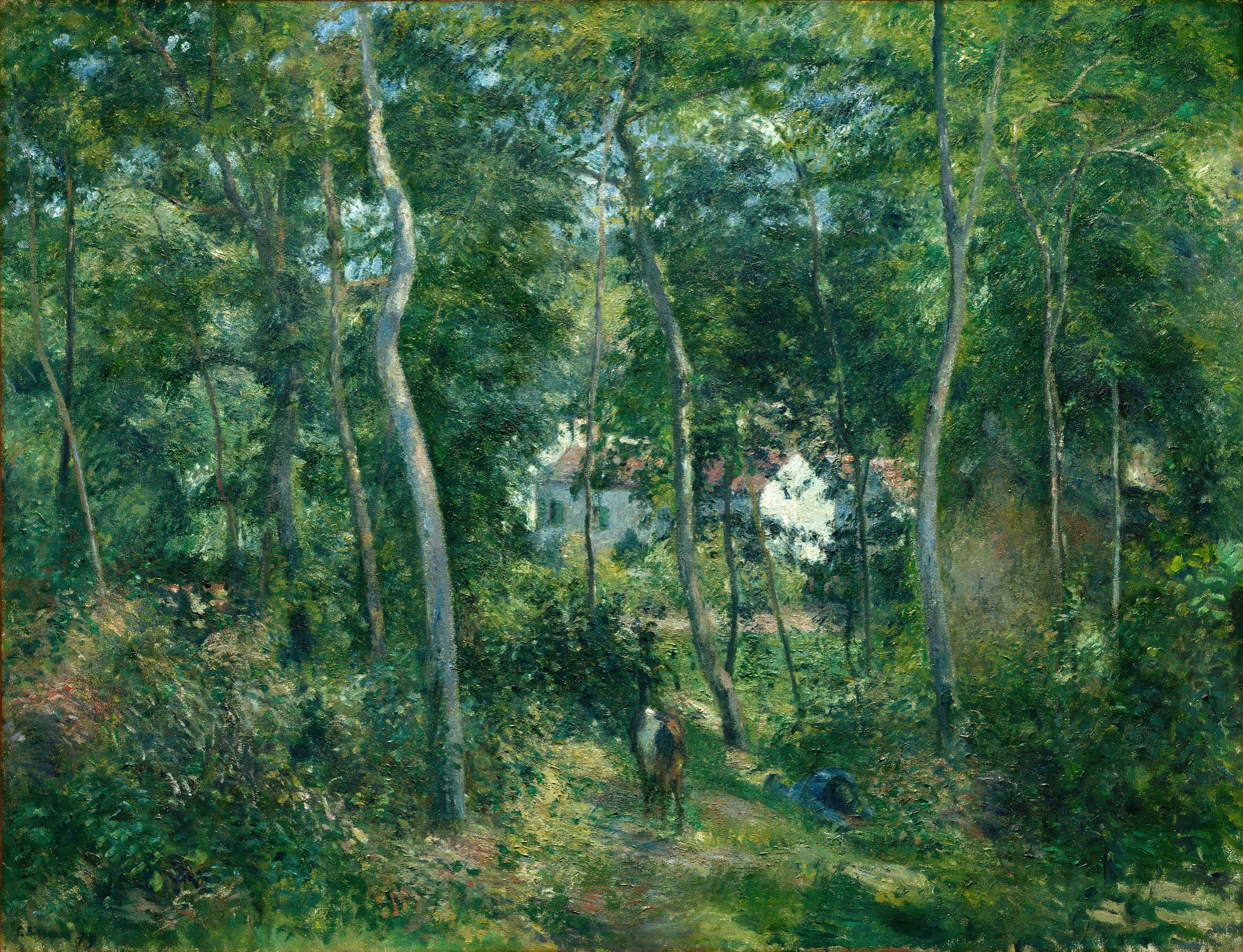 Woodland Pathway